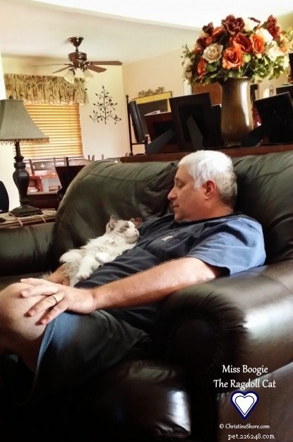 Meet Miss Boogie: The Enchanting Ragdoll Cat of the Week