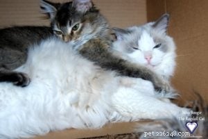 Meet Miss Boogie: The Enchanting Ragdoll Cat of the Week