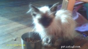 Meet Jasmine: The Ragdoll‑Like Rescue Cat Shining on Our Floppycat of the Week