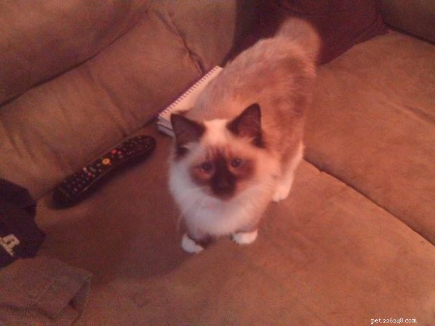 Meet Jasmine: The Ragdoll‑Like Rescue Cat Shining on Our Floppycat of the Week