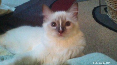 Meet Bear: Ragdoll Kitten of the Month – A Heartwarming Story