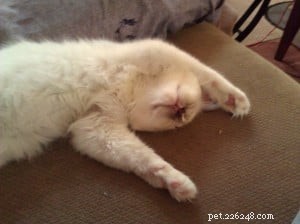 Meet Bear: Ragdoll Kitten of the Month – A Heartwarming Story