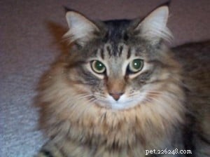 Meet Bear: Ragdoll Kitten of the Month – A Heartwarming Story