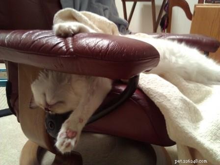 Meet Bear: Ragdoll Kitten of the Month – A Heartwarming Story