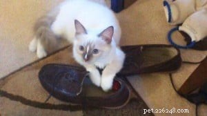 Meet Bear: Ragdoll Kitten of the Month – A Heartwarming Story