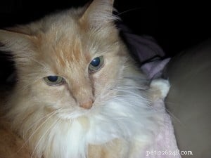 Meet Jelly Belly: The Sweet Ragdoll Cat Who Brings Comfort After Loss