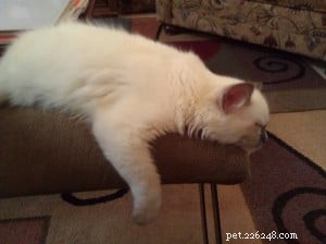 Meet Bear: Ragdoll Kitten of the Month – A Heartwarming Story