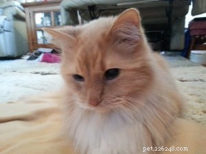 Meet Jelly Belly: The Sweet Ragdoll Cat Who Brings Comfort After Loss