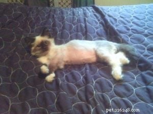 Meet Jasmine: The Ragdoll‑Like Rescue Cat Shining on Our Floppycat of the Week