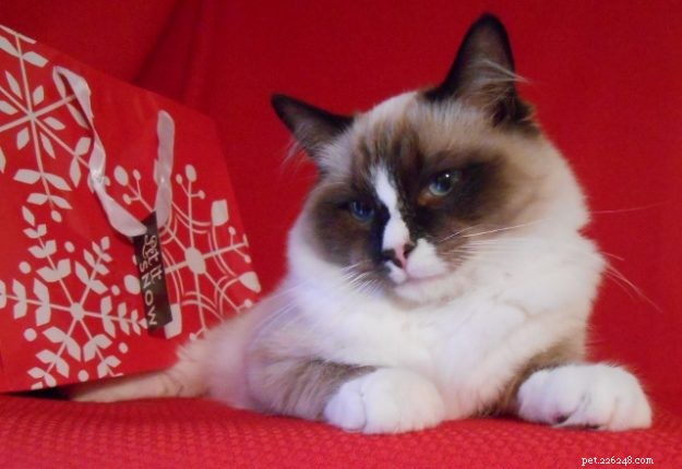 Meet Perry: The Ragdoll Cat That Won Our Hearts