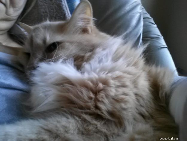 Meet Jelly Belly: The Sweet Ragdoll Cat Who Brings Comfort After Loss