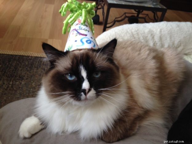 Meet Perry: The Ragdoll Cat That Won Our Hearts