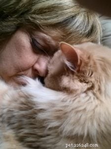 Meet Jelly Belly: The Sweet Ragdoll Cat Who Brings Comfort After Loss