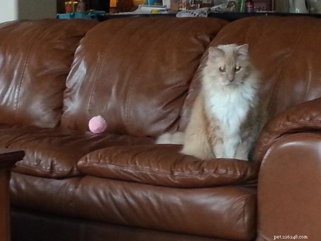Meet Jelly Belly: The Sweet Ragdoll Cat Who Brings Comfort After Loss