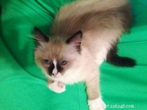 Meet Perry: The Ragdoll Cat That Won Our Hearts