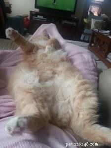 Meet Jelly Belly: The Sweet Ragdoll Cat Who Brings Comfort After Loss