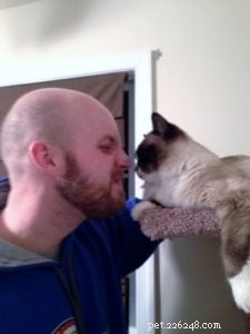 Meet Perry: The Ragdoll Cat That Won Our Hearts
