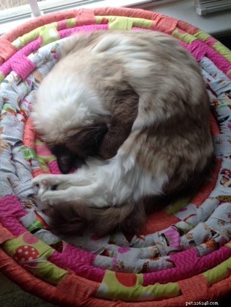 Meet Perry: The Ragdoll Cat That Won Our Hearts
