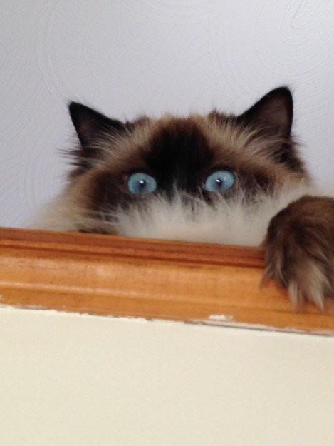 Bruin – Ragdoll of the Week: Seal‑Colorpoint Star