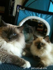 Bruin – Ragdoll of the Week: Seal‑Colorpoint Star