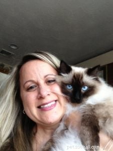 Bruin – Ragdoll of the Week: Seal‑Colorpoint Star