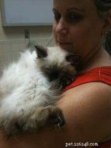 Bruin – Ragdoll of the Week: Seal‑Colorpoint Star
