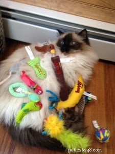 Bruin – Ragdoll of the Week: Seal‑Colorpoint Star
