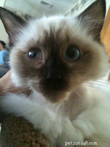 Bruin – Ragdoll of the Week: Seal‑Colorpoint Star