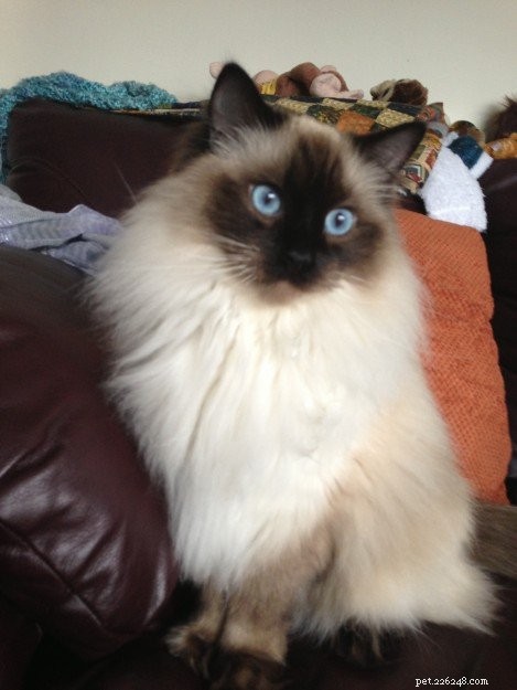 Bruin – Ragdoll of the Week: Seal‑Colorpoint Star