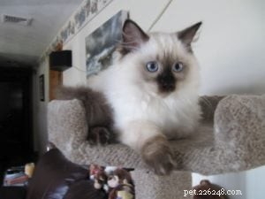 Bruin – Ragdoll of the Week: Seal‑Colorpoint Star