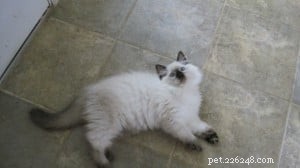 Bruin – Ragdoll of the Week: Seal‑Colorpoint Star