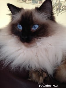 Bruin – Ragdoll of the Week: Seal‑Colorpoint Star