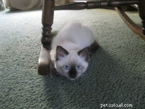 Stella – Ragdoll Kitten of the Month: A Gentle Beauty Captured by a College Student