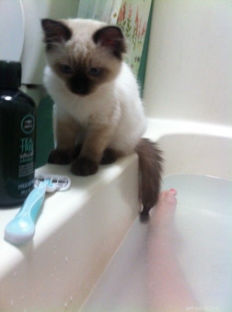 Stella – Ragdoll Kitten of the Month: A Gentle Beauty Captured by a College Student