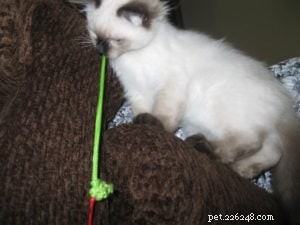 Stella – Ragdoll Kitten of the Month: A Gentle Beauty Captured by a College Student