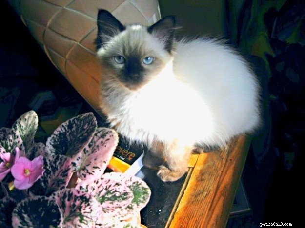 Stella – Ragdoll Kitten of the Month: A Gentle Beauty Captured by a College Student