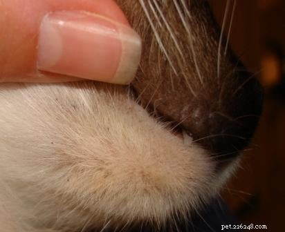 Understanding Cat Zits: Causes, Symptoms & Care for Feline Chin Acne