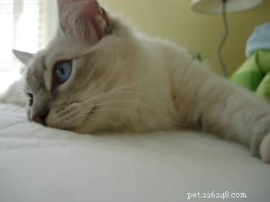 Cat Whisperer: Expert Guide to Understanding and Healing Feline Behavior