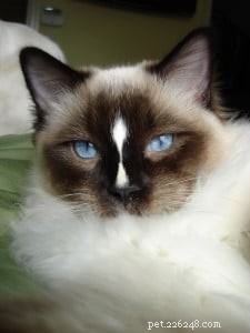 Cat Whisperer: Expert Guide to Understanding and Healing Feline Behavior