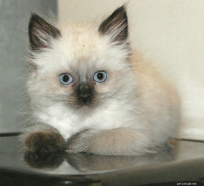Meet Tobee: The Ragdoll Cat of the Week