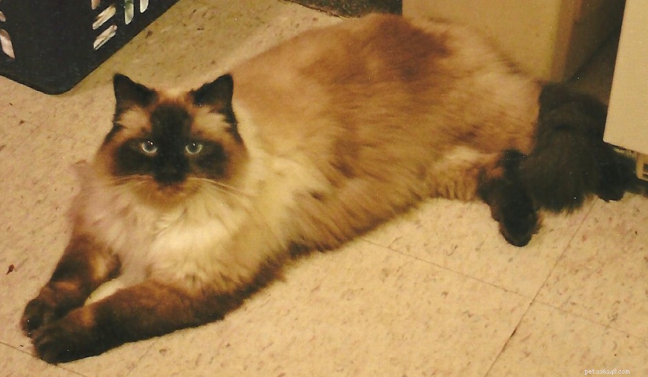 Meet Tobee: The Ragdoll Cat of the Week