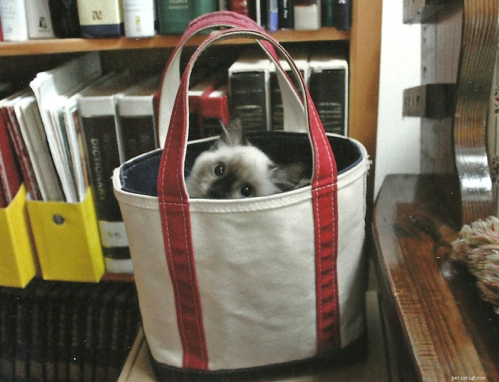 Meet Tobee: The Ragdoll Cat of the Week