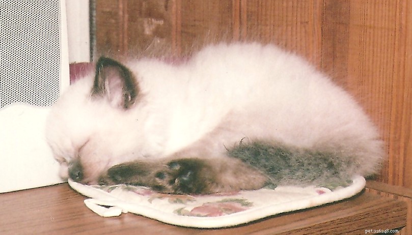 Meet Tobee: The Ragdoll Cat of the Week