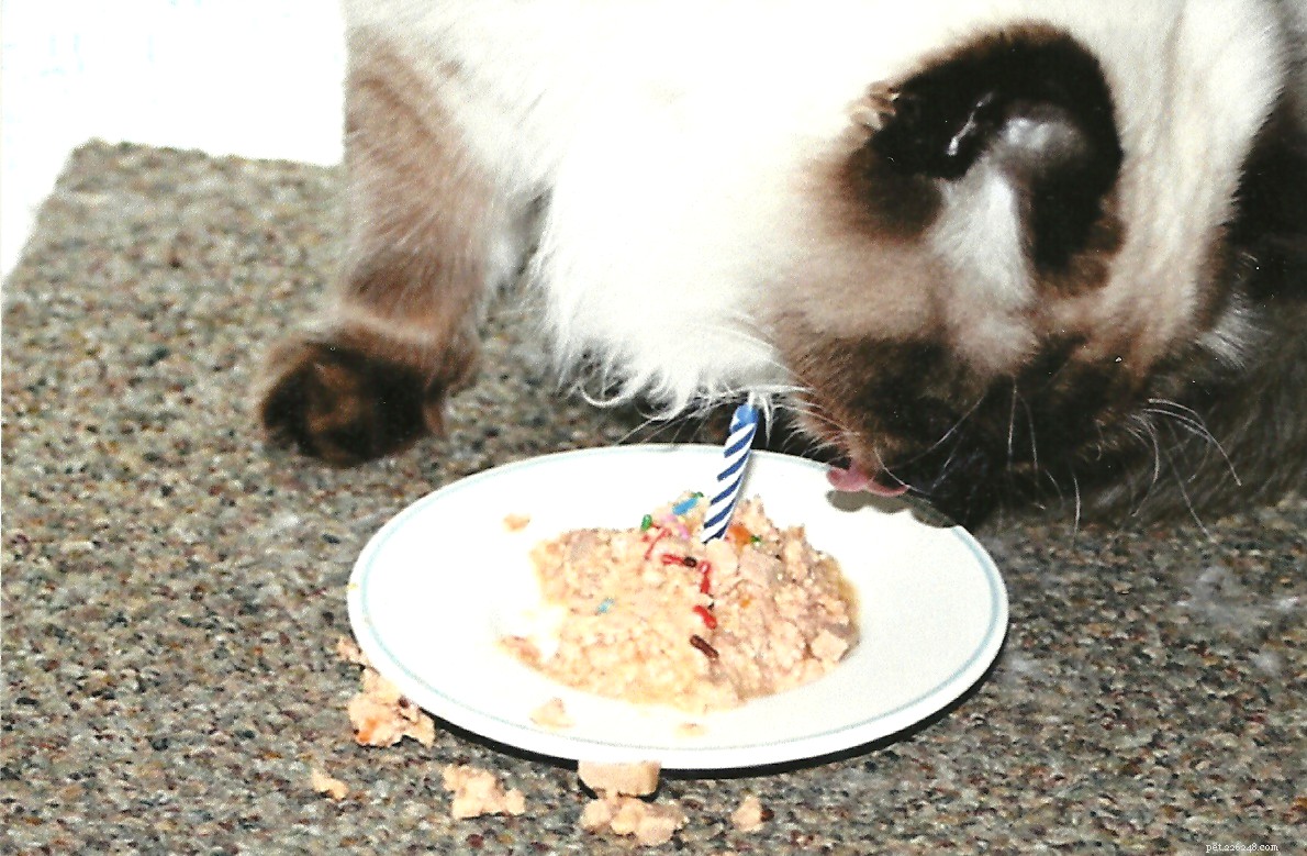 Meet Tobee: The Ragdoll Cat of the Week