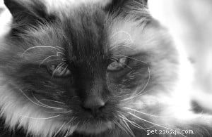 Do You Address Your Cat by Their Real Name?