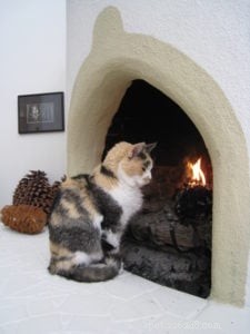 Do You Address Your Cat by Their Real Name?