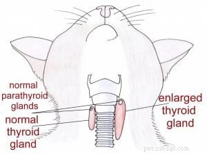 Expert Insights: Dr. Jean Hofve Discusses Feline Hyperthyroidism at Little Big Cat