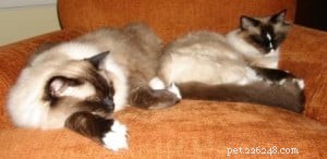 Do You Address Your Cat by Their Real Name?