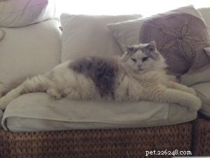 Tank: The Resilient Ragdoll Therapy Cat Transforming Lives