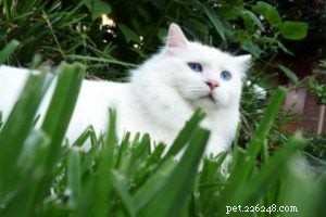 Merlin s Hope: Dedicated Ragdoll & Maine Coon Rescue – Caring for 600+ Cats in Texas